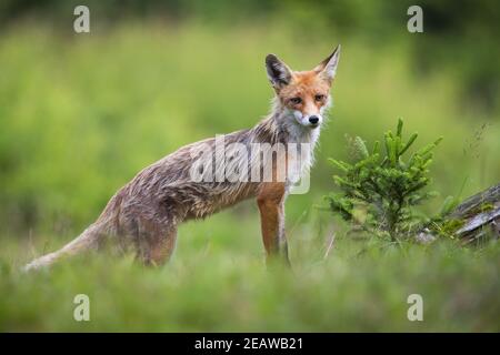 Volpe rossa skinny in piedi sul prato nella natura estiva Foto Stock