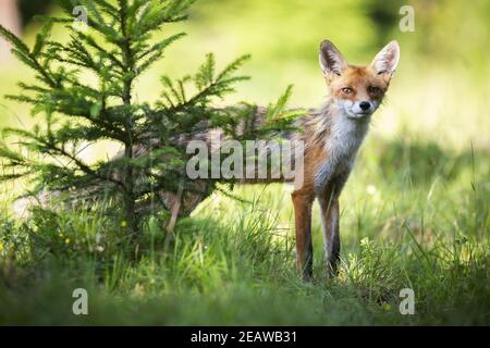 Volpe rossa skinny che svela dietro l'albero di conifere dentro luce solare Foto Stock