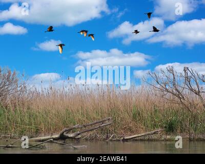 volo di uccelli su volo parco acquatico di aironi uccelli sopra palude con canne Foto Stock