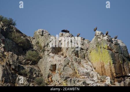 Griffon avvoltoi Gyps fulvus su una scogliera. Foto Stock