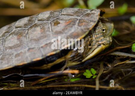 Spagnolo stagno tartaruga Mauremys leprosa. Foto Stock