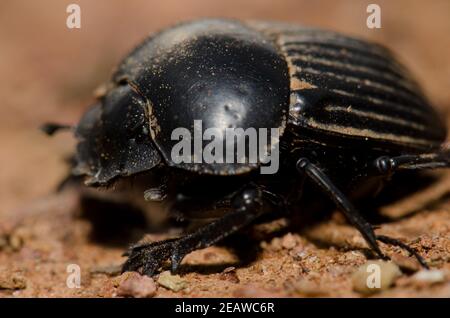 Scarabeo di sterco che alesava la terra. Foto Stock