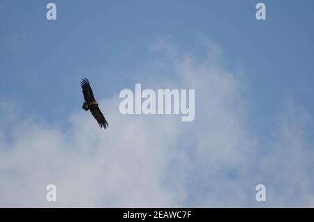 Avvoltoio cinereo Aegypius monachus deltaplano. Foto Stock