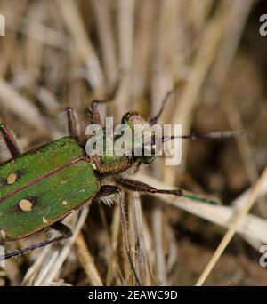 Coleottero comune della tigre. Foto Stock