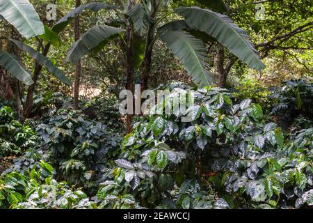 Caffè arabo Coffea arabica dalla Colombia Foto Stock