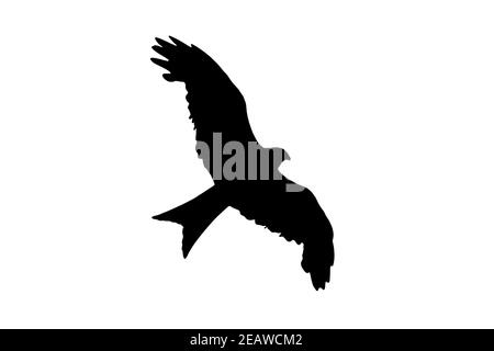 Red Kite Rapture silhouette nera Foto Stock