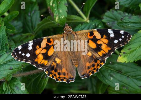 Dipinto di Lady Butterfly (Vanessa cardui) Foto Stock