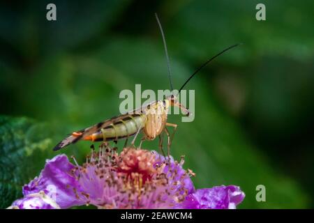 Scorpione comune volare (Panorpa communis) Foto Stock