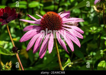 Echinacea Purpurea (Coneflower) Foto Stock