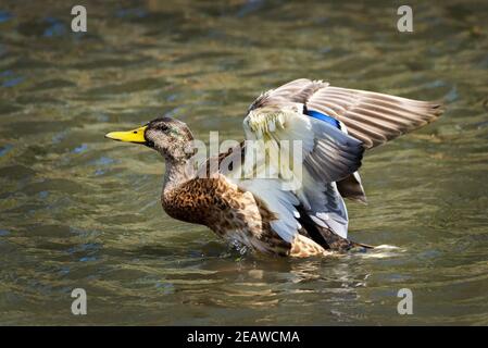 Femmina d'anatra di Mallard (anus platyrhynchos) Foto Stock