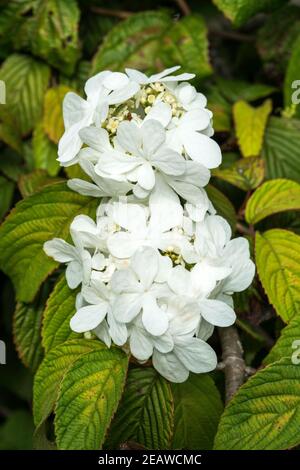 Viburnum plicatum forma tomentosum 'Shasta' Foto Stock