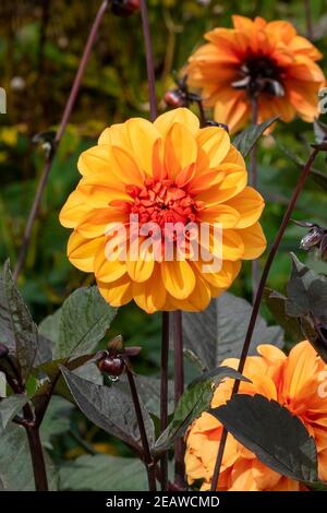 Dahlia 'David Howard' Foto Stock