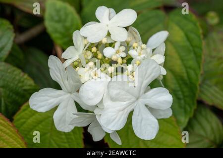 Viburnum plicatum forma tomentosum 'Shasta' Foto Stock