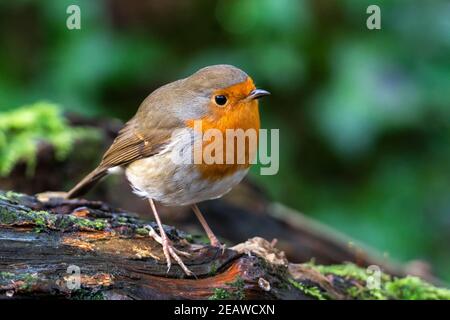 Robin rosso ( Erithacus rubbecula) uccello Foto Stock