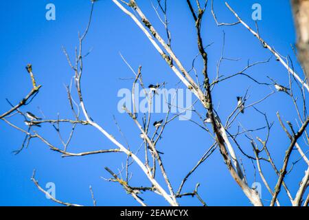 Molte inghiottitre si riuniscono nella corona di un albero morto. Foto Stock