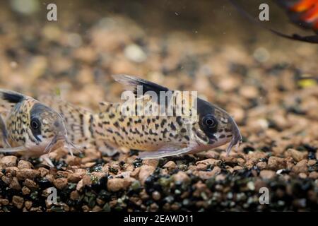 Una pinna nera corazzata pesce gatto, Corydoras leucomelas in un acquario. Foto Stock