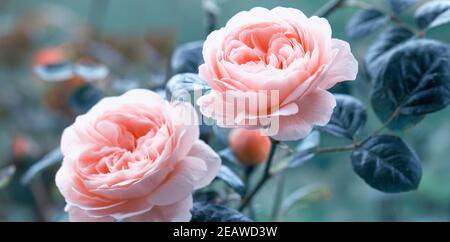 Rosa tenera in giardino su sfondo di foglie scure, effetto tonico. Foto Stock