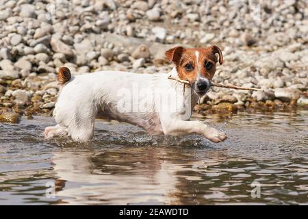 Piccolo Jack Russell terrier camminando vicino riva poco profonda del fiume, esplorando l'acqua e le pietre bagnate, portando sottile ramo di legno in bocca, dettaglio closeup Foto Stock