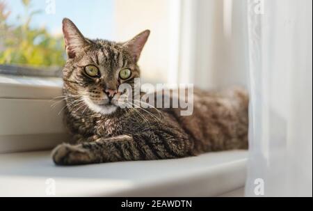 Gatto tabby marrone grigio rilassante sulla soglia della finestra, il sole splende a him, dettaglio closeup Foto Stock