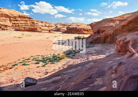 Formazioni rocciose nel deserto di Wadi Rum, il sole luminoso splende su polvere rossa e rocce, le piante di squarci di mare Drifia maritima in primo piano, cielo blu sopra Foto Stock