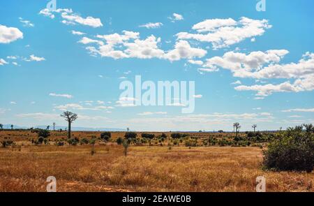 Terreno pianeggiante con erba bassa e cespugli, alcuni alberi di baobab che crescono in lontananza, paesaggio tipico di Maninday, regione Madagascar Foto Stock