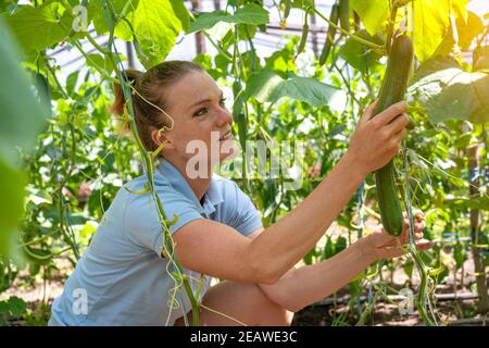 Un coltivatore ispeziona un raccolto di cetrioli in una serra su una fattoria biologica Foto Stock