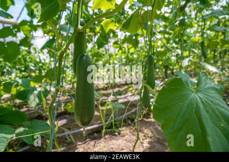 cetrioli verdi coltivati in serra in una fattoria biologica Foto Stock