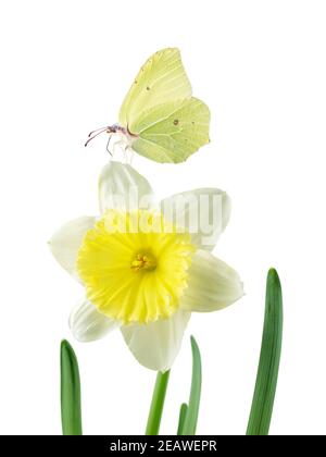 Farfalla gialla e daffodil o narciso fiore isolato su bianco Foto Stock