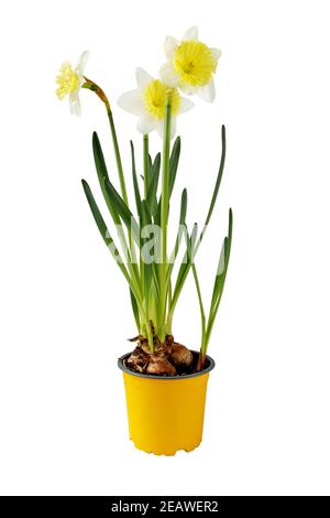 Daffodil houseplant. Narcissus fiori nel vaso giallo. Pianta bulbosa di primavera isolata su bianco. Foto Stock