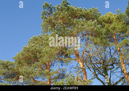 Giovane pino contro il cielo blu Foto Stock