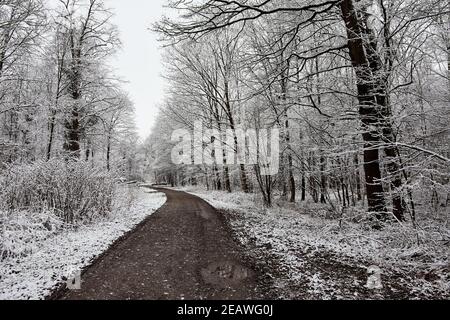 Strada di campagna che conduce attraverso la foresta invernale innevata in distanza Foto Stock