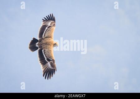 Giovane aquila steppe (Aquila nipalensis) che sorvola una valle. Nepal. Foto Stock