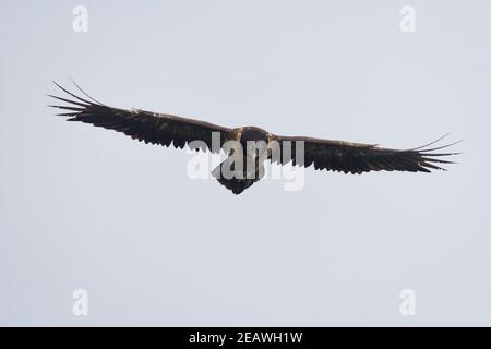 Avvoltoio con arboreto giovanile (Gypaetus barbatus) in volo. Nepal. Foto Stock