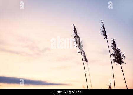 Pampas erba nel cielo con tramonto, Abstract sfondo naturale di piante morbide Cortaderia selloana in movimento nel vento. Scena chiara e luminosa di Foto Stock