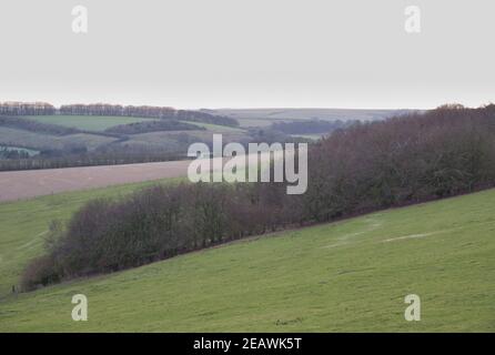 Guardando giù una lunga valle inglese con campi di erba verde, terra rossa e bosco viola invernale sotto un cielo luminoso inverno, Nord Wessex Downs AONB Foto Stock