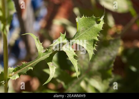 Closeup delle foglie verdi della pianta di sonchus oleraceus conosciuta come fabbro, cardo morbido o cardo del latte Foto Stock