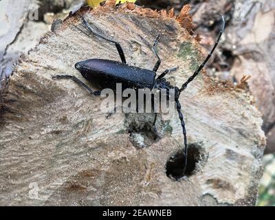 Il grande barile del capricorno conosciuto anche come Cerambyx cerdo su A. tronco di albero Foto Stock