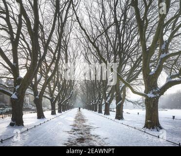 Platani vicolo nel Parco Jan Kasprowicz in inverno, Szczecin, Polonia. Foto Stock
