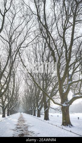 Platani vicolo nel Parco Jan Kasprowicz in inverno, Szczecin, Polonia. Foto Stock