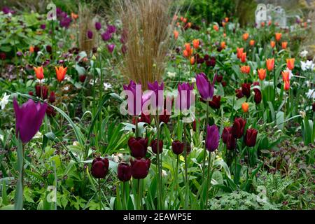 narcissus ghiaccio polare, narcissus chimes argento, tulipa sogno viola, tulipa recreado, tulipa amore duraturo, tulipa ballerina arancione,allio,allio,tulipano,tulipano Foto Stock