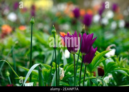 tulipa viola sogno, tulipano viola sogno, giglio fiorito tulipano, viola fiori rosa, fiore, fioritura, RM Floral Foto Stock