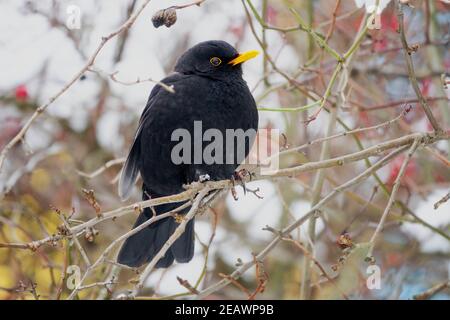 Comune Blackbird Turdus merula arroccato in un cespuglio invernale innevato, con soffici piume nell'arbusto ghiacciato Foto Stock