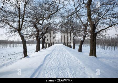 All'aperto si riduce la vista prospettica della strada vuota accanto a fila di alberi e campo agricolo coperto di neve nella stagione invernale e cielo soleggiato. Foto Stock