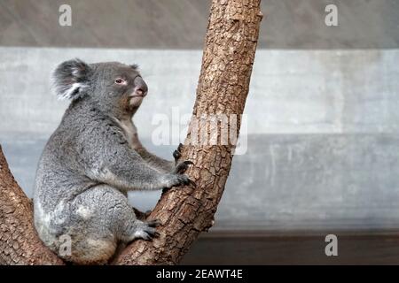 Koala guardando la macchina fotografica. È seduta nei rami dell'albero in vista laterale, con la testa leggermente girata a destra. Foto Stock