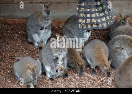 Gruppo di wallaby, uno di loro con un bambino nel sacchetto. Vivono in cattività. È specie in pericolo a causa della scomparsa del suo habitat Foto Stock