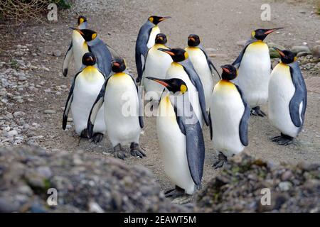 Re pinguino che vive in gregge in cattività da vicino. Gli uccelli sono chiamati Atenodytes patagonicus in latino. Stanno camminando intorno al loro recinto. Foto Stock