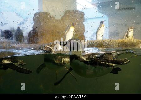 Humboldt pinguini nuotare acqua in piscina artificiale in vista verticale dietro una spessa parete di vetro con un sacco di spazio di copia. I pinguini del re stanno vicino. Foto Stock