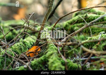 Foglia tra rami ricoperti di muschio nella foresta d'autunno Foto Stock