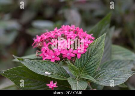 Pentas lanceolata, comunemente noto come stellato egiziano Foto Stock