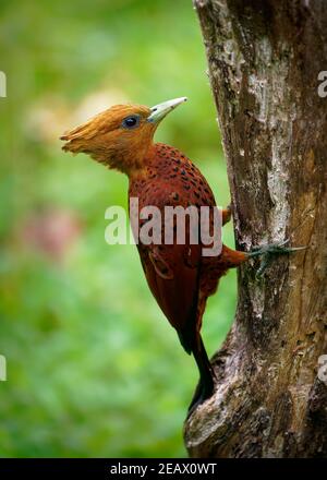 Picchio castagno-colorato - Celeus castaneus rufous uccello della famiglia Picidae, trovato in Belize, Costa Rica, Guatemala, Honduras, Messico, Nicaragua Foto Stock